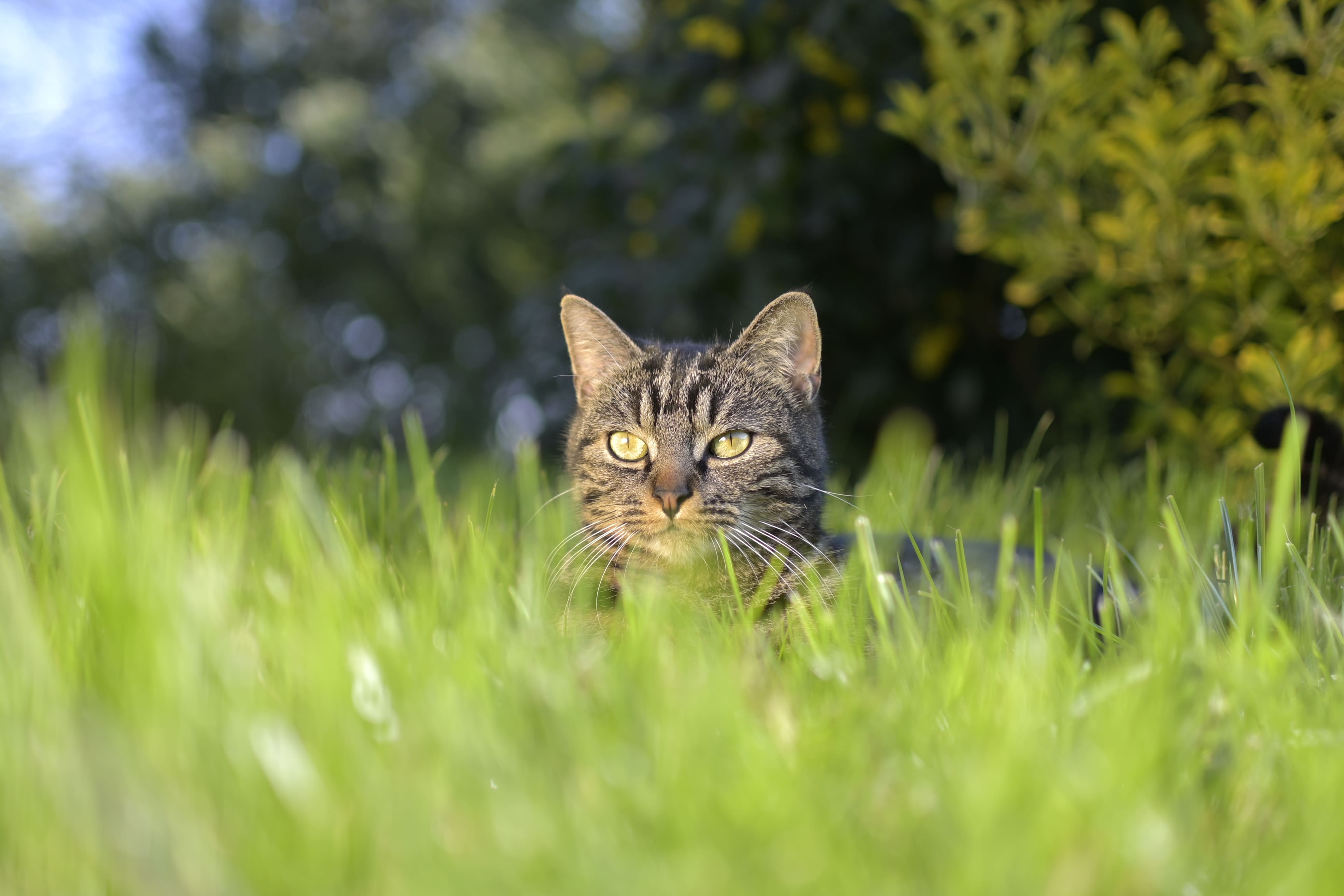 Photo de chat 3